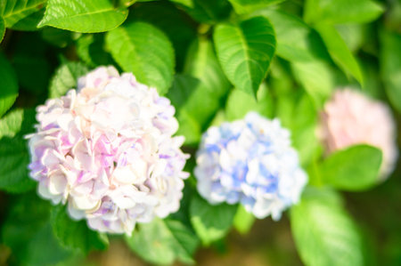 Hydrangea flowers in the garden, selective focus, nature backgroundの写真素材