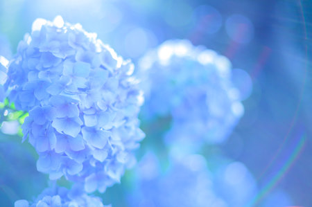 Hydrangea flowers in soft color and blur style for background.の写真素材