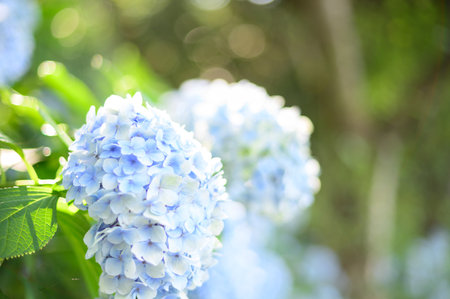 Hydrangea flowers blooming in the garden with bokeh backgroundの写真素材
