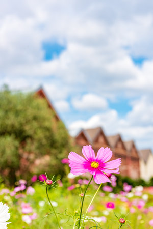 Colorful cosmos flowers in the garden with blue sky and white cloudsの写真素材