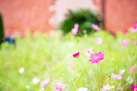 Pink cosmos flower in the garden with brick wall background, selective focusの写真素材