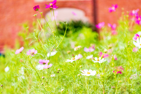 Cosmos flowers in the garden, jyapan. (Selective focus)の写真素材