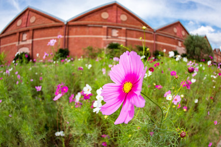 Beautiful pink cosmos flowers in the garden with red barn background.の写真素材
