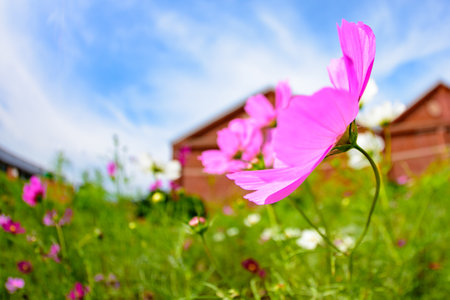 Cosmos flowers blooming in the garden with blue sky background.の写真素材
