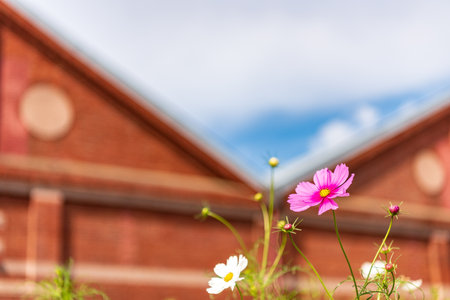 Cosmos flowers in the garden with red brick wall and blue skyの写真素材
