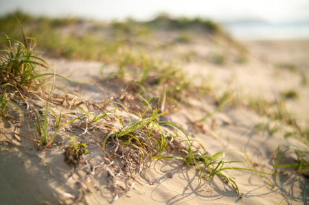 Green grass on the sand. Selective focus. Shallow depth of fieldの写真素材