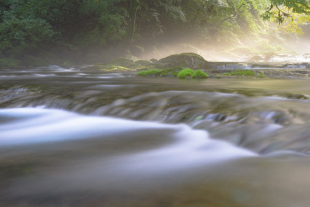 Long exposure of a stream flowing through a forest in the early morningの写真素材