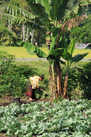 Flores Indonesia - May 01,2013, Local lady working in vegetable field in Moni village Flores Indonesiaのeditorial素材