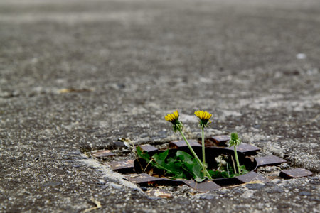 Dandelion brooming from sewage lid in the middle of the street