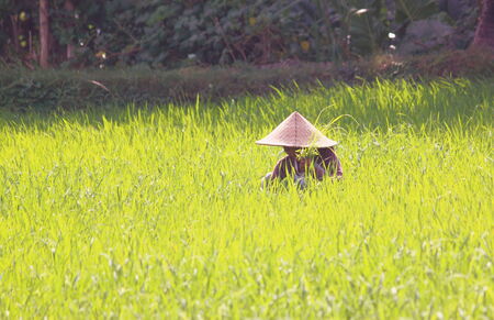 Lombok Indonesia - May 09,2013  Female farmer working hard in Lombok Indonesiaのeditorial素材