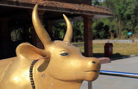 Golden cow statue in Kedareshwor Mahadev Buddhist templeの写真素材