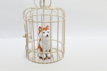 Animal abuse dog in cage isolated white backgroundの写真素材