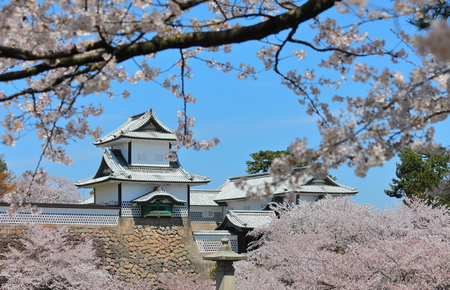 Kanazawa old castle cherry blossom tree Japanのeditorial素材