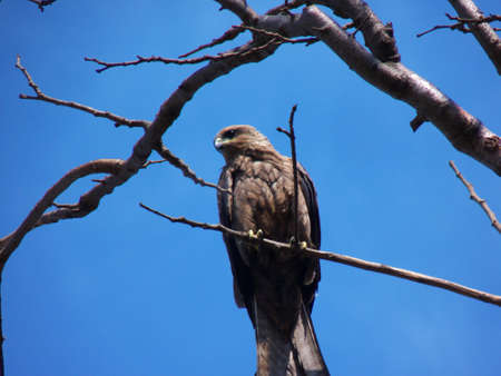 Great Indian Eagleの写真素材