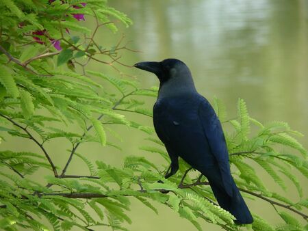 Common Ravenの写真素材