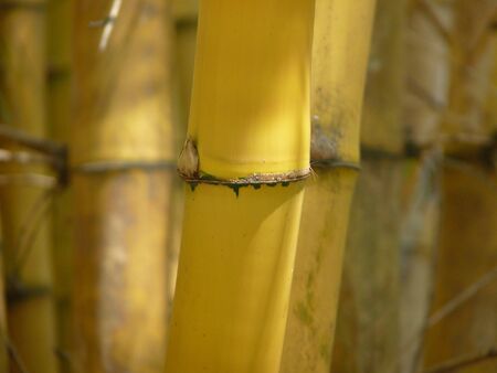 Bamboo Treesの写真素材