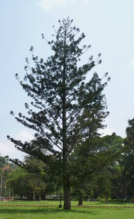 Pine Treeの写真素材