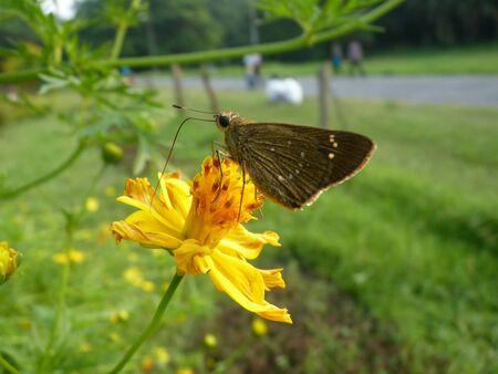 butterfy on flower の写真素材