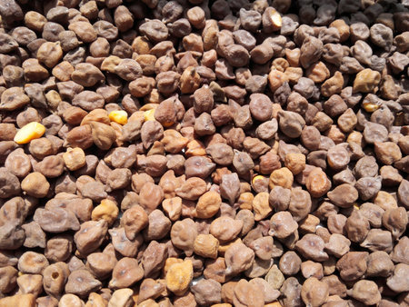 Bengal Gramの素材