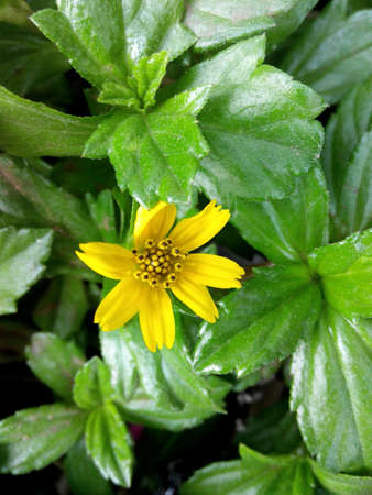 Spring has comeの素材