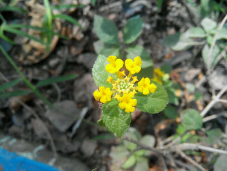 Wild flowerの素材