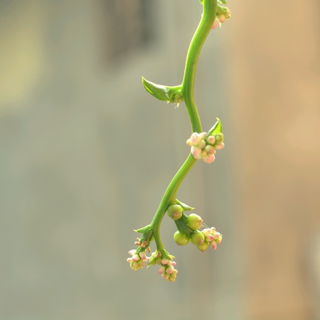 Basella alba flowerの素材