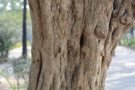 Bark Of A Treeの写真素材