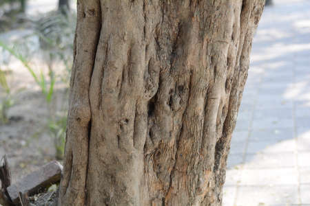 Bark Of A Treeの写真素材