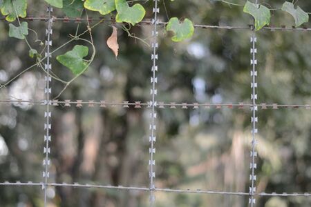 Barbed Fenceの写真素材