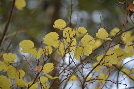 Colorfult autumn leafsの写真素材