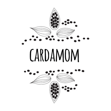 Cardamom spice. Sketch style vector illustration of cardamom. Frame. Food design element.のイラスト素材