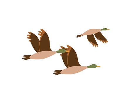 Flying ducks. Duck hunting. Mallard duck flying isolated on white illustration. Hand drawn flying birds. Vector bird watching. nature graphic element. Wild life birds.のイラスト素材