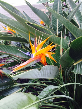 Birds of paradiseの素材