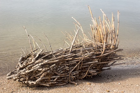 Snag on the sand near the water close upの写真素材
