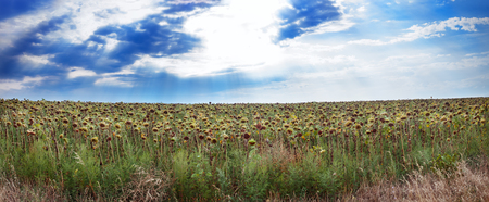 Panorama of the field of ripened sunflowersの写真素材