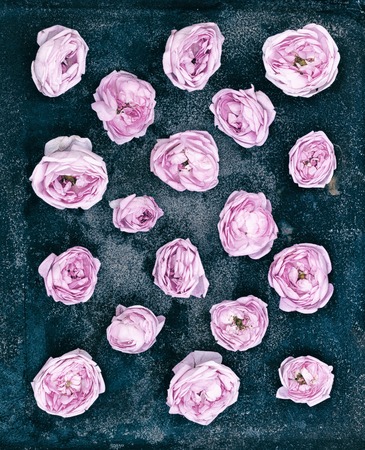 Buds of a pink rose on a dark rusty backgroundの写真素材