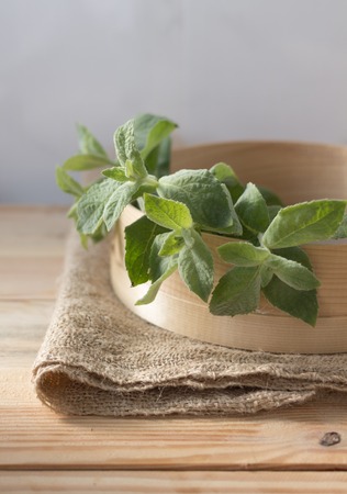 Sprigs of lemon balm. Melissa leaf. Seasoning for cooking, medicinal herb and Tea flavor.の写真素材