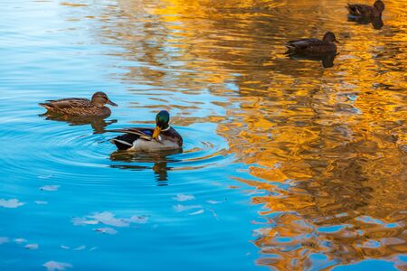 Ducks in the reflection of the sky and yellow foliage of autumn treesの写真素材
