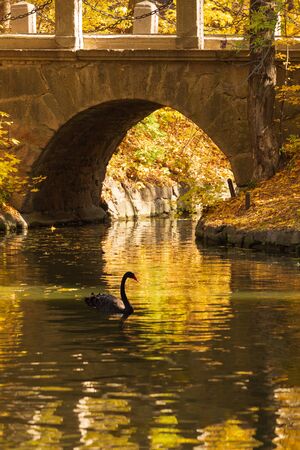 Black swan on a pond in the fall. Sofievka, Ukraineの写真素材