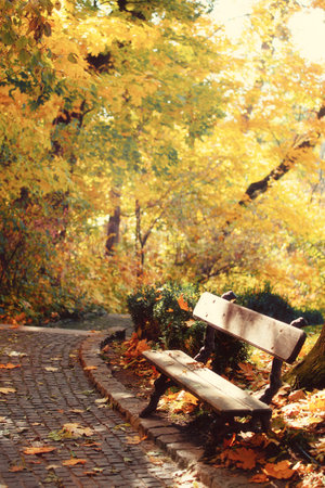 Bench in the autumn park