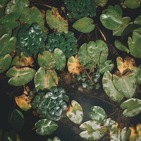 Background of yellow water lily leaves and floating water walnut covering the surface of the lake