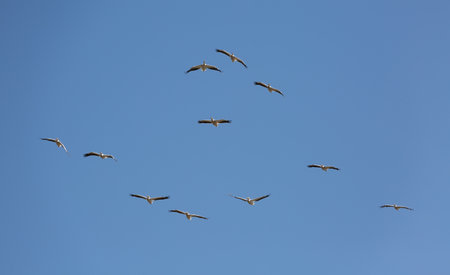 Brown Pelicans flying in formation, illuminated by the sunの写真素材