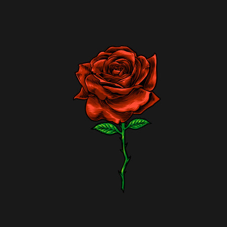 Red rose isolated on black background. Vector illustration for your design.のイラスト素材