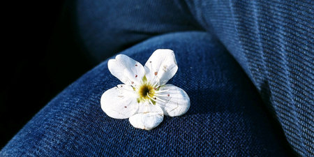 Flower on denimの素材