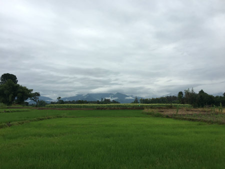 Green field background, mountain viewの素材