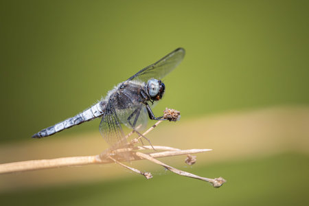 Close up of a blue dragonfly resting on a blade of grass