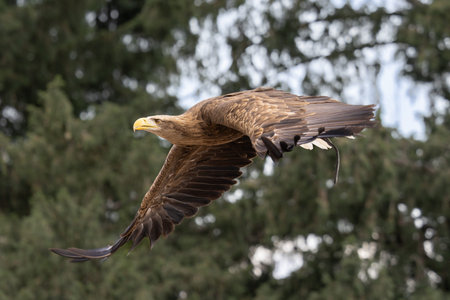 White tailed eagle in flight (Haliaeetus albicilla)