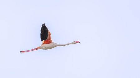 Greater flamingo (Phoenicopterus ruber) in flightの写真素材