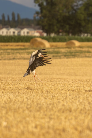 White stork (Ciconia ciconia) in the fieldの写真素材