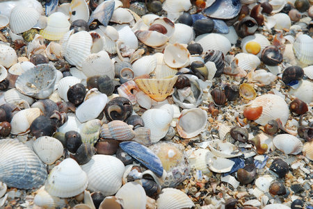 Close shot of sea shells. Suitable for background.